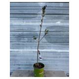 Virtual Violet Lilac Bush