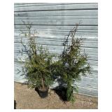 2 - Green Giant Arborvitae
