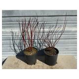 2 - Redtwig Dogwood Trees