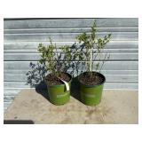 2 - Native Mock Orange Plants