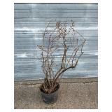 Bluecrop Blueberry Bush