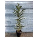 Leyland Cypress Tree