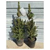 2 - Dwarf Alberta Spruce Trees