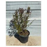 Dwarf Korean Lilac Tree