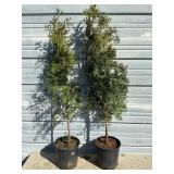 2 - Sky High Arborvitae