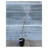 Purple Blow Maple Tree