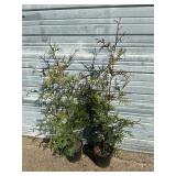 2 - Green Giant Arborvitae