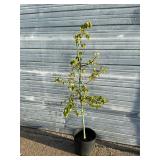 Autumn Blaze Pear Tree