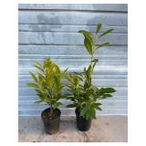 2 - Schipkaensis Cherry Laurels