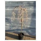Snow Fountains Weeping Cherry Tree