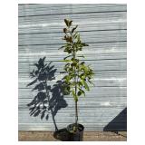 Southern Magnolia Tree