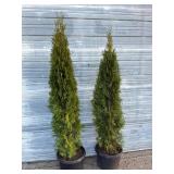 2 - 6' Emerald Green Arborvitae