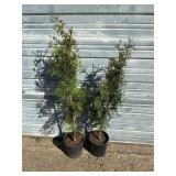 2 - Sky High Arborvitae