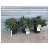 3 - Blue Star Juniper