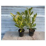 2 - Schipkaensis Cherry Laurels