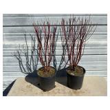 2 - Cardinal Redwig Dogwood Trees