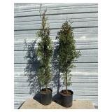 2 - Sky High Arborvitae