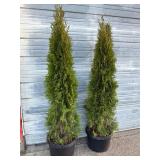 2 - 6' Emerald Green Arborvitae