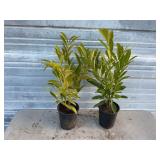 2 - Schipkaensis Cherry Laurels