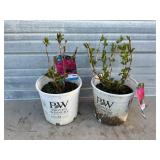 2 - Endless Summer 'Summer Crush' Hydrangeas