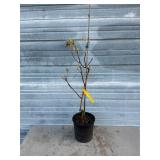 Ruby Slippers Oakleaf Hydrangea