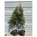 2 - Sky High Arborvitae
