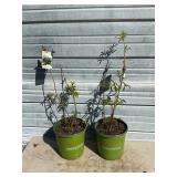 2 - Bob Gordon Elderberry Bushes