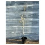 Chanticleer Flower Pear Tree