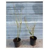 2 - Yellow Twig Dogwood Bushes