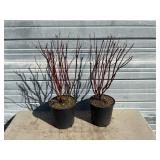 2 - Cardinal Redtwig Dogwood Trees