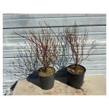 2 - Redtwig Dogwood Trees