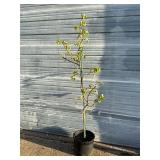 Autumn Blaze Pear Tree