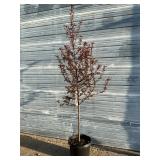 Royal Raindrops Crabapple Tree