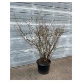 Bluecrop Blueberry Bush