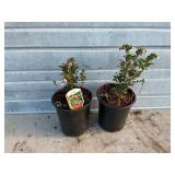 2 - Lingonberry Bushes