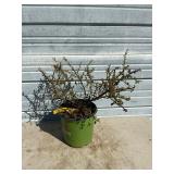 Coral Beauty Bearberry Cotoneaster