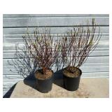 2 - Redtwig Dogwood Trees