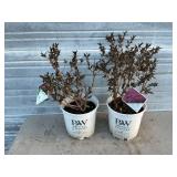 2 - Wine & Roses Weigela Bushes