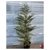 Leyland Cypress Tree