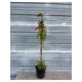 Willamette Raspberry Bush