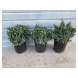 3 - Blue Star Juniper