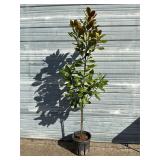 Southern Magnolia Tree