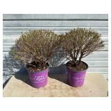 2 - Cobalt-N-Gold Hypericum Plants