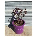 Ramblin' Red Rose Bush