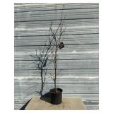 Bloodgood Japanese Maple Tree