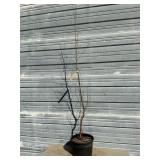 European White Birch Tree