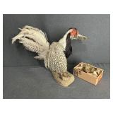 Taxidermy Pheasant with Nest