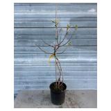 Ruby Slippers Oakleaf Hydrangea