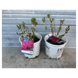 2 - Endless Summer 'Summer Crush' Hydrangeas