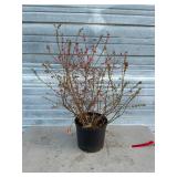 Sunshine Blue Blueberry Bush